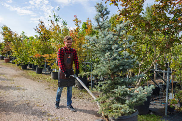 How Our Tree Care Process Works  in  Hillcrest, CA