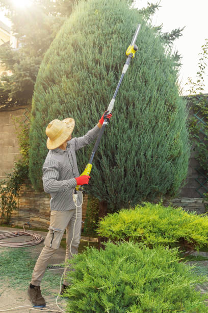 Hillcrest, CA Tree Services Company